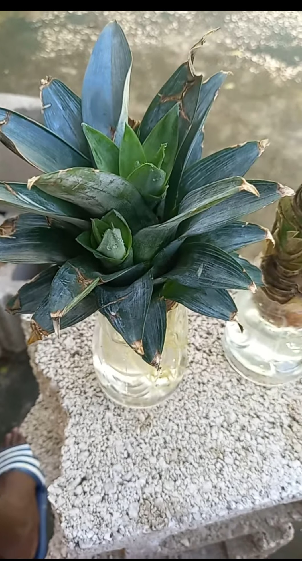 Pineapple pups